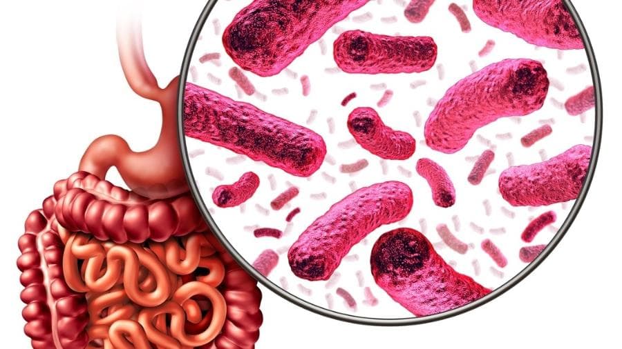O que a microbiota intestinal realmente tem a ver com o seu peso